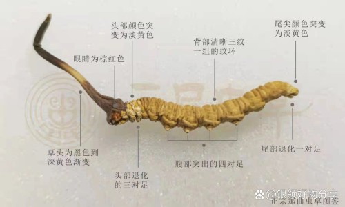 威灵仙草药图片与功效-威灵仙泡醋的功效与作用网- 威灵仙的根有什么作用知识,分享威灵仙的根有什么作用