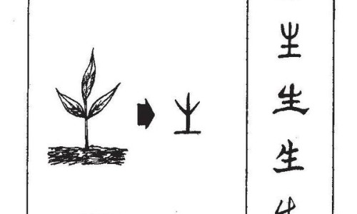 威灵仙泡醋的功效与作用及禁忌-威灵仙泡醋的功效与作用网- 威灵仙的根有什么作用知识,分享威灵仙的根有什么作用